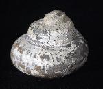 Pleurotomaria cf. actinomorphala EUDES-DESLONG-CHAMPS 1849 - Bild © FossNet FossilienStore